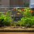 Best freshwater aquarium fish for beginners