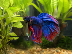 Betta Fish