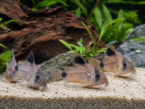 Corydoras Catfish