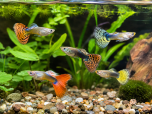 Guppies