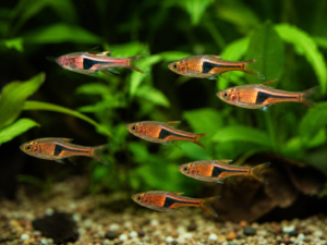Harlequin Rasboras