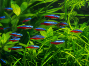Neon Tetras