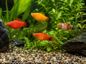 Platies