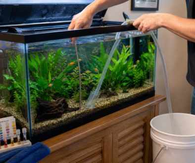 Weekly aquarium maintenance routine for a healthy tank