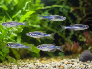 Zebra Danios